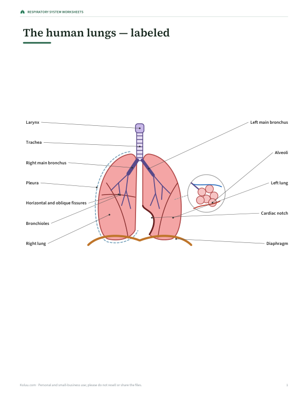 Preview of Printable Human Lungs Diagram
